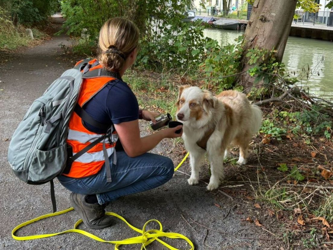 Zoekactie na een hond die spoorloos is