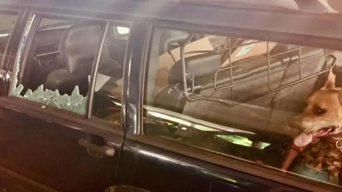 Agenten tikken ruitje in om twee honden in hete auto te redden