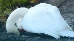 Zwaan overleden dader spoorloos