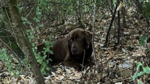 Hond Shadow spoorloos