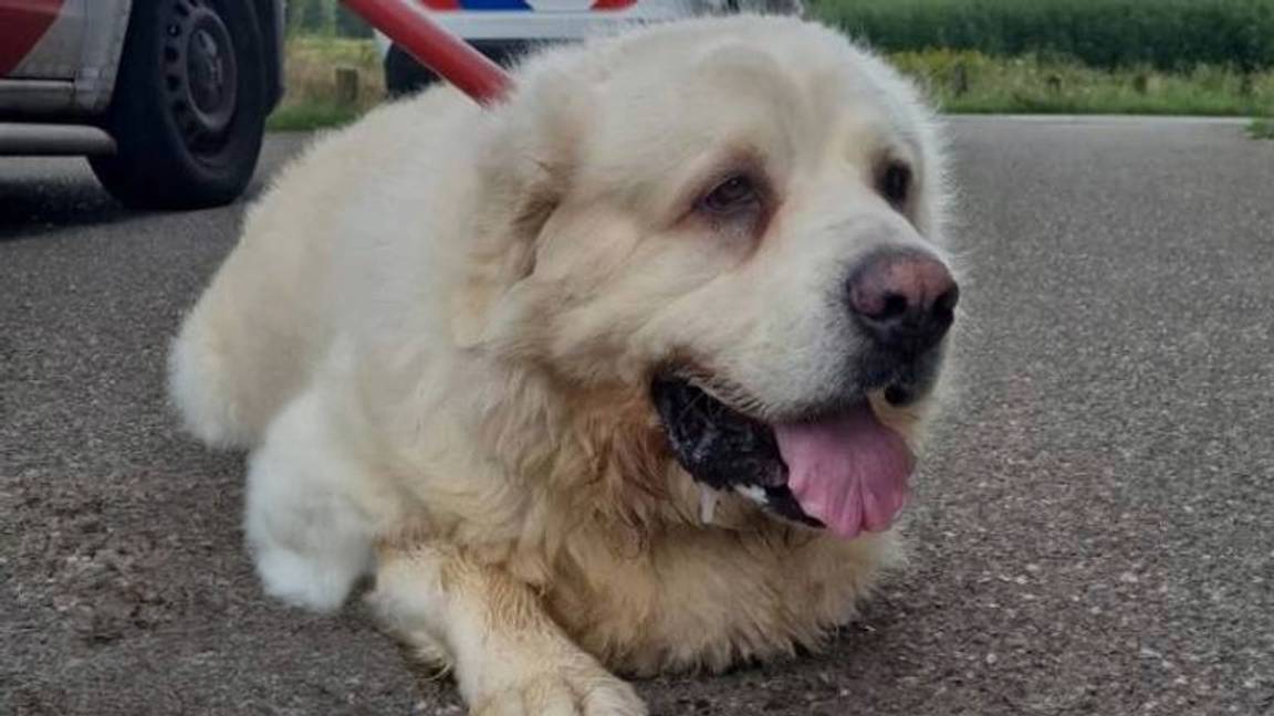 Gedumpte slechtziende hond in Tilburg veilig opgevangen, maar nog ernstig gestrest