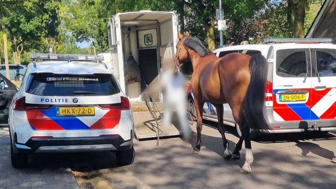 Fotoshoot met paard loopt uit de hand: paard slaat op hol in Helmond