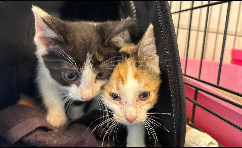 Zieke kittens in armen van tienjarig meisje gedumpt in Vlaardingen