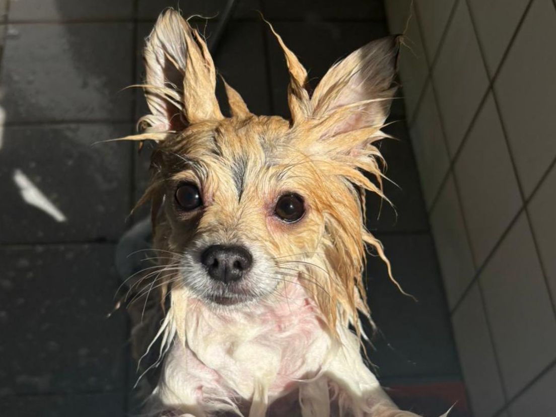 Hondje vastgebonden aan hek achtergelaten in buitengebied