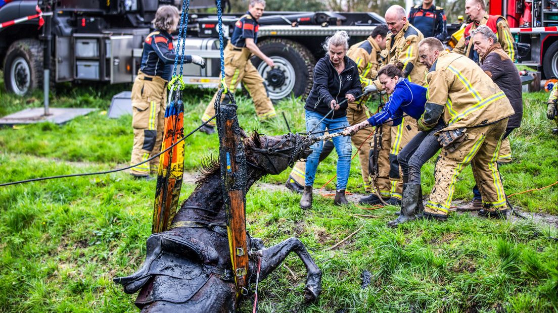 Brandweer redt paard uit sloot in Alblasserdam