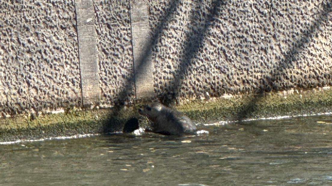 Zeehond in Utrecht trekt bekijks: ‘Dit is toch geweldig!’