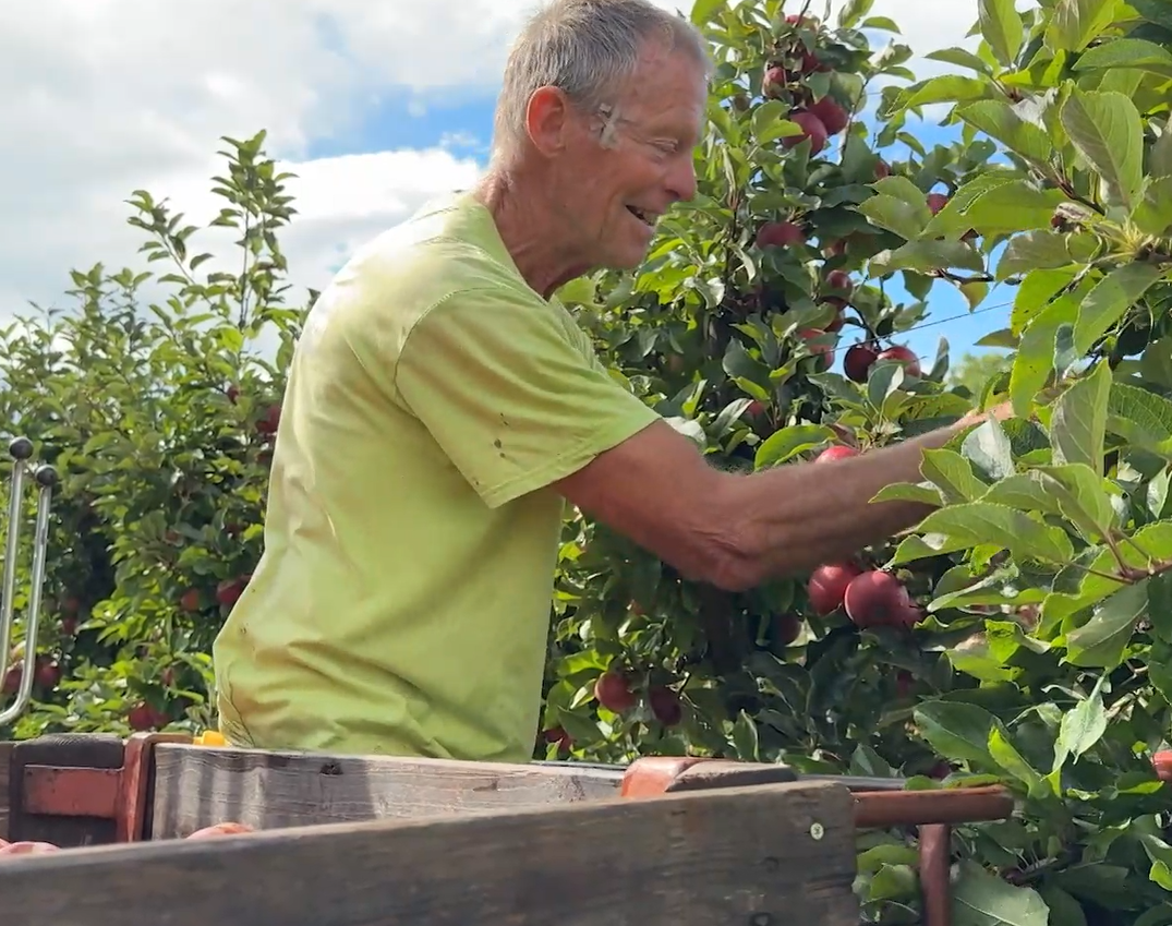 Uitzonderlijk goed fruitjaar in Utrecht: Appels en peren groter, zoeter en overvloediger dan ooit