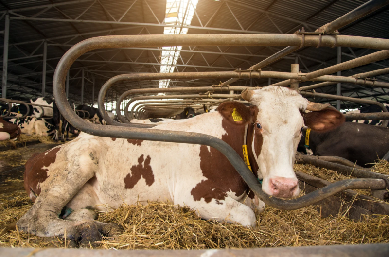 Turk (60) verkracht kinderboerderij-koe Laura in Enschede