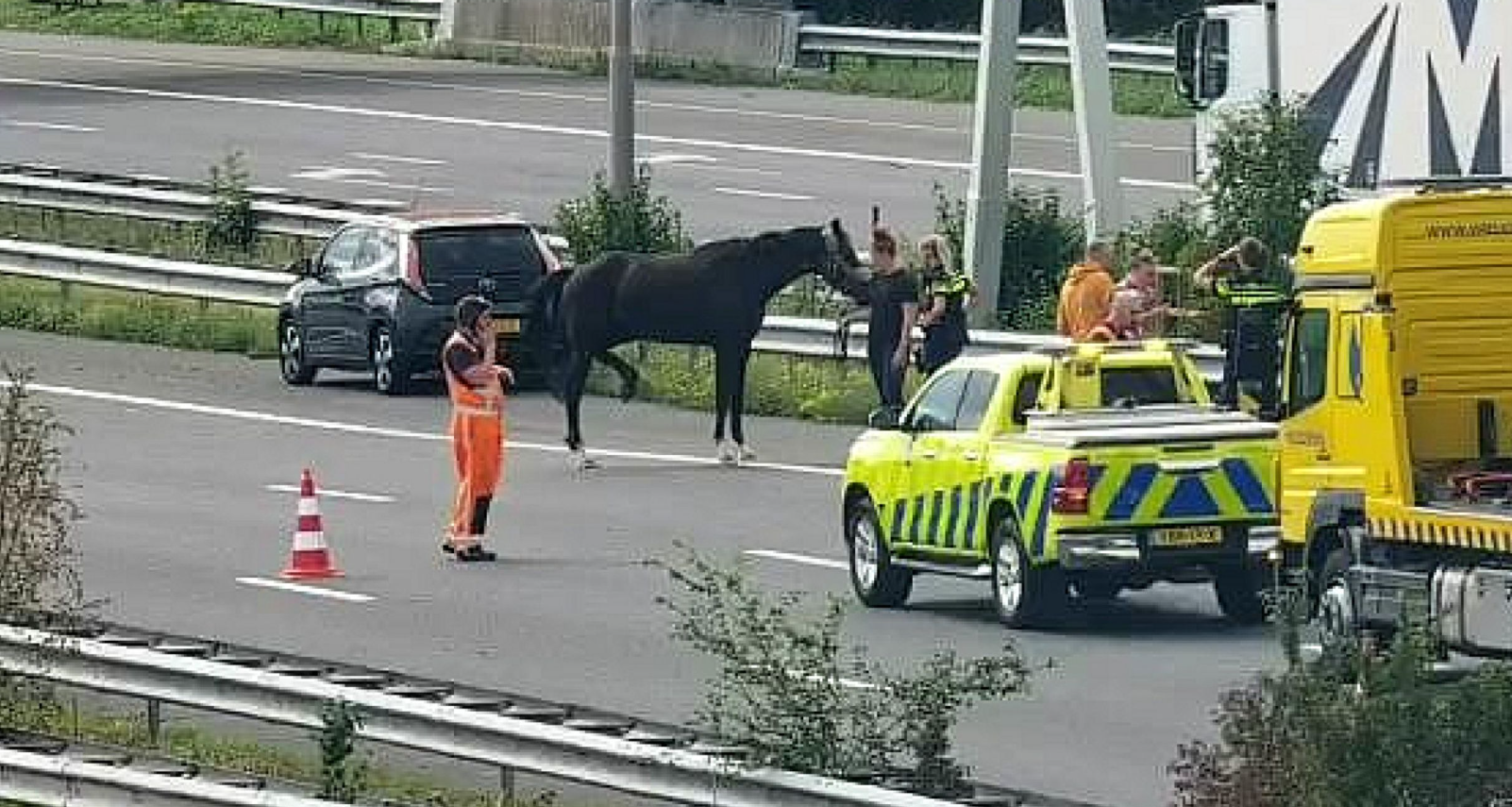 Paard loopt los over snelweg bij Leidschendam: A4 volledig dicht