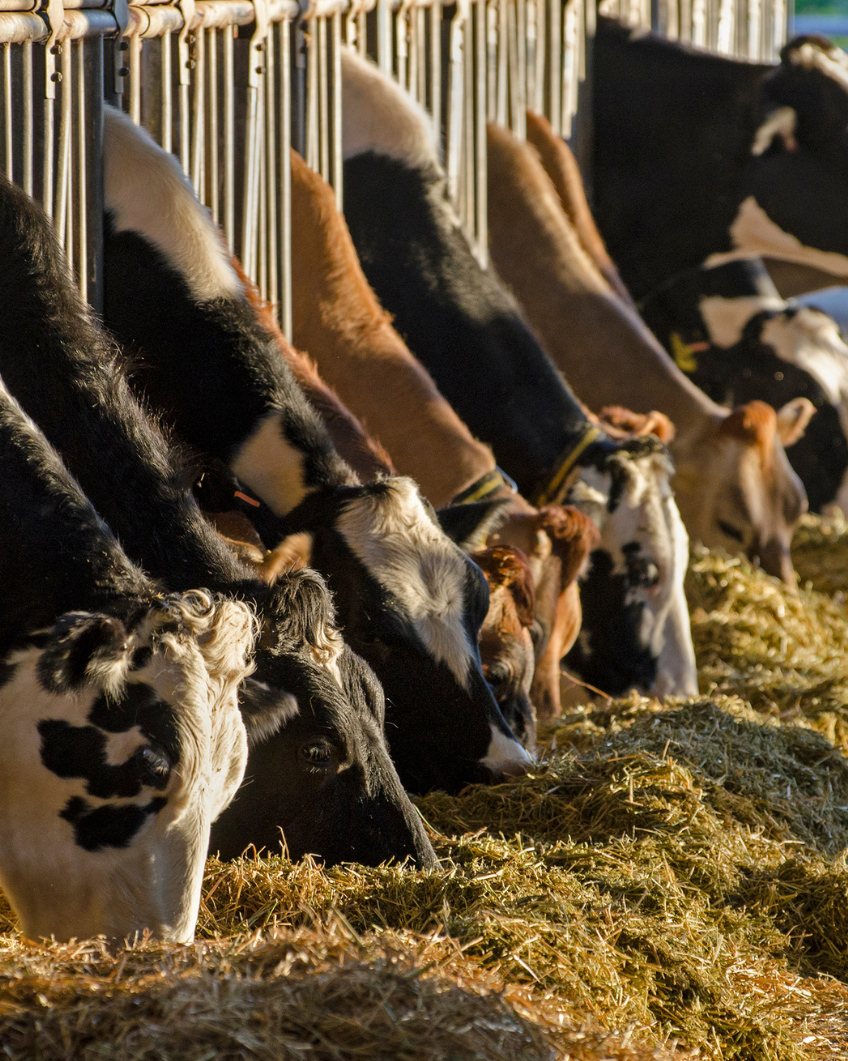 Uitgeputte koe krijgt stroomstoten en wordt meegesleurd