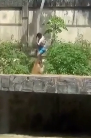 Afschuwelijke scène: 19-jarige komt om in leeuwenverblijf