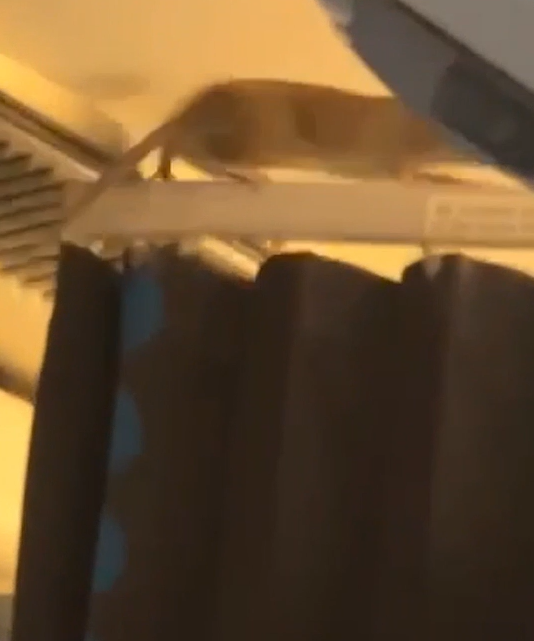 Rat in vliegtuig legt KLM-vluchten stil – passagiers zitten dagen vast op Aruba en Bonaire