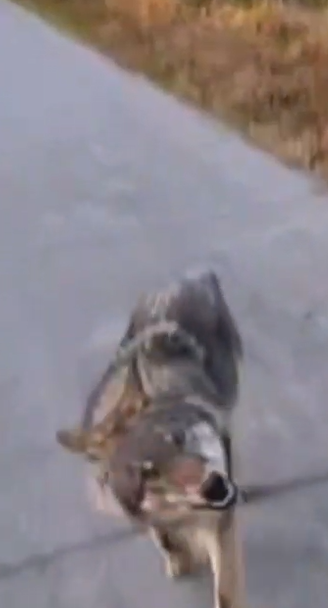 Probleemwolf duikt weer op en volgt wandelaars op de voet