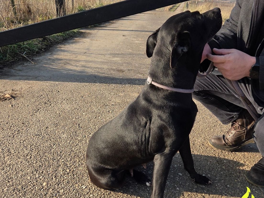 Politie zoekt hondeneigenaar: ‘Heeft mogelijk net een nest gehad’