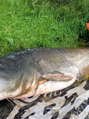 Peter vangt grootste meerval ooit in Limburg: “Dit is echt ongelooflijk”