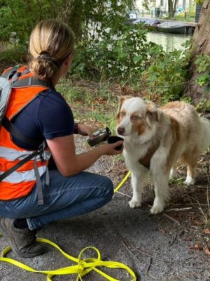 Grote zoekactie naar vermiste hond Shadow na auto-ongeluk: hoop blijft ondanks tegenslagen