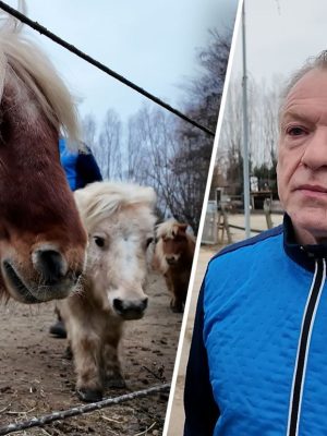 Rob dreigt zijn 43 pony’s te moeten verplaatsen na conflict met gemeente en buurman