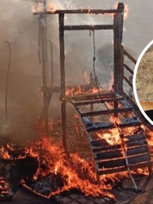 Brand verwoest dierenopvang: ‘Ik hoop ze nog te zien maar vrees het ergste’