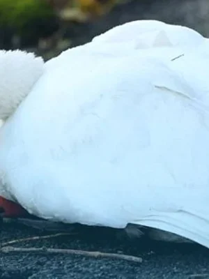 Zwanen doodgeschoten bij kasteelvijver in Dussen, dader nog spoorloos