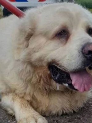 Gedumpte slechtziende hond in Tilburg veilig opgevangen, maar nog ernstig gestrest
