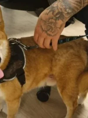 Helmondse politie redt loslopend hondje tijdens nachtelijke patrouille