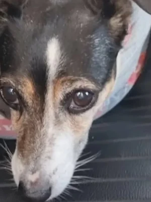 Autoruit ingeslagen in Tilburg: hondje bevrijd uit snikhete auto