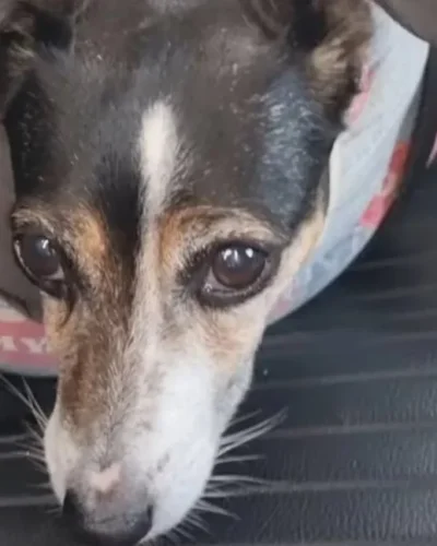 Autoruit ingeslagen in Tilburg: hondje bevrijd uit snikhete auto