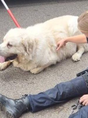 “Hond Mees vastgebonden achtergelaten en overleden: politie weet wie eigenaar is, maar die blijft spoorloos”