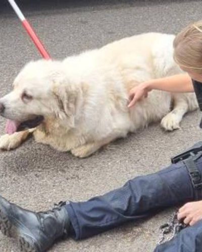 “Hond Mees vastgebonden achtergelaten en overleden: politie weet wie eigenaar is, maar die blijft spoorloos”