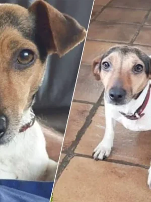 Hond Lotje al twee weken vermist na inbraak: Piet blijft hopen