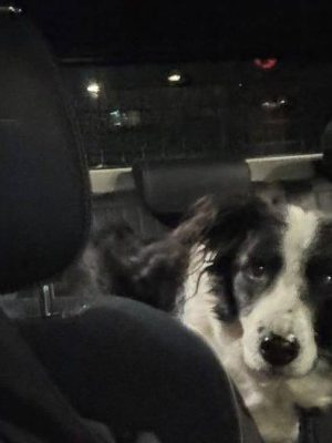 Trouwe hond blijft dagenlang bij overleden eigenaar