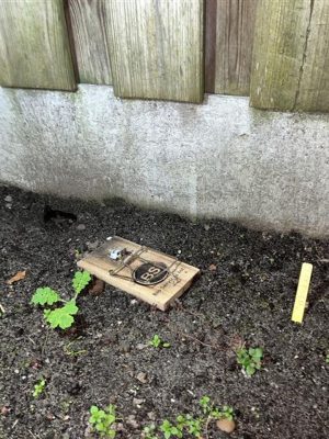 Verwaarloosd huis ontruimd en varken weggehaald, buurt had al jaren last