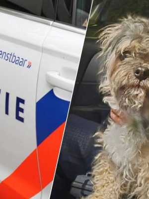 Agenten vinden hondje, eigenaar nog altijd spoorloos