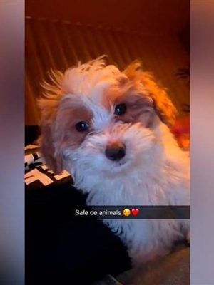 Influencer Yordi vindt hondje vastgebonden aan boom