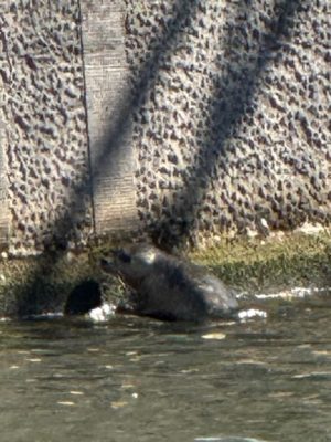 Zeehond in Utrecht trekt bekijks: ‘Dit is toch geweldig!’
