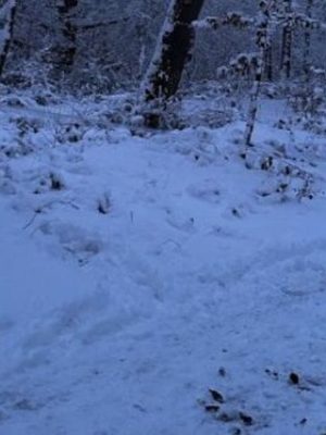 Politie waarschuwt voor ‘boobytraps’ in bos