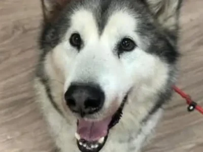 Hond gevangen op vluchtstrook, niet duidelijk wie baasje is