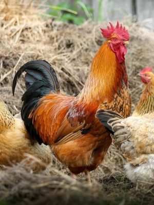 Vogelgriep vastgesteld op kinderboerderij