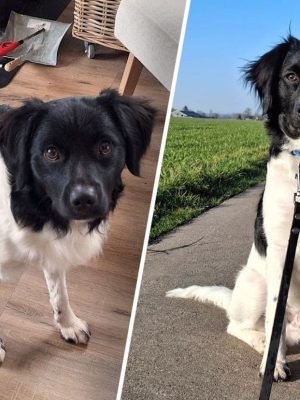 Vermiste hond Teun na acht dagen weer thuis: ‘Hij vloog in mijn armen’