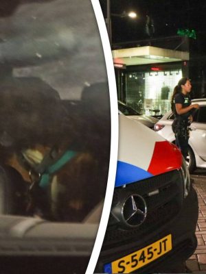 Honden opgesloten in bloedhete auto in Rotterdam: eigenaar ging ijsje eten