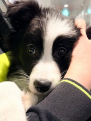 Piepende puppy dagenlang achtergelaten in de kou op balkon: politie moet ingrijpen