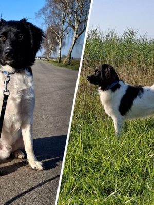 Hond Teun al dagen spoorloos na schrik van vuurwerk: ‘Hij rende in paniek weg’