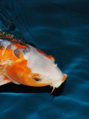 Duizenden euro’s aan dode koi karpers gevonden in Nieuwegein