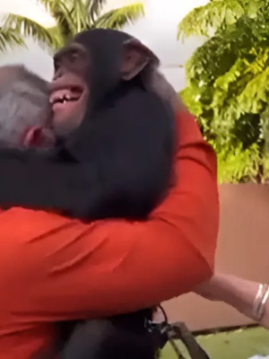 Kijk hoe deze depressieve chimpansee verandert zodra hij zijn oude verzorgers weer ziet – kippenvel!