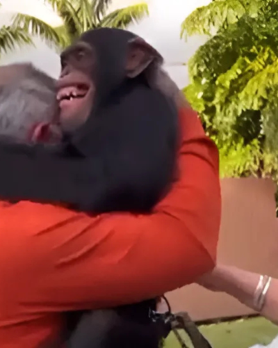 Kijk hoe deze depressieve chimpansee verandert zodra hij zijn oude verzorgers weer ziet – kippenvel!
