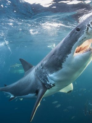 Grootste witte haai van Atlantische Oceaan gevangen en met tracker weer losgelaten: ’Hij kan mysterie oplossen’