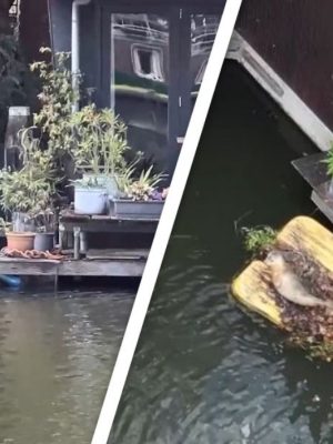 Ongekend in Nederland: zeehond verovert Utrechtse grachten