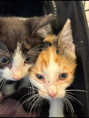 Zieke kittens in armen van tienjarig meisje gedumpt in Vlaardingen