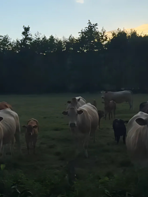 Open autodoor + jazzmuziek = kudde koeien in trance