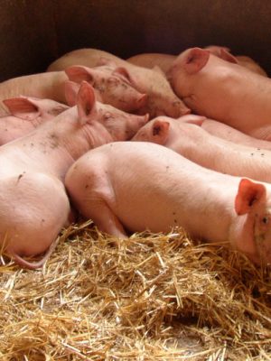 Drama in Ospel: honderden varkens dood aangetroffen in stal